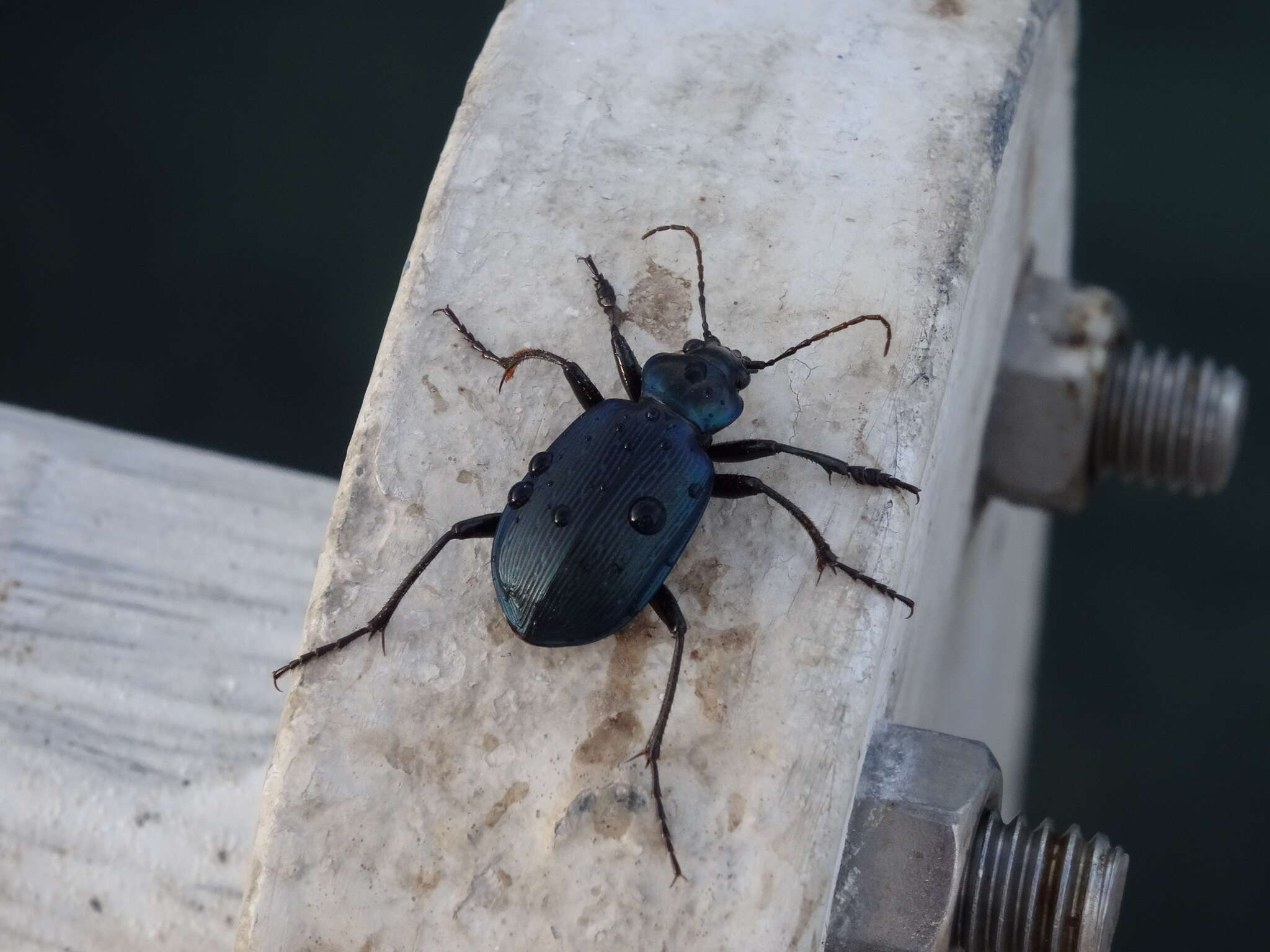 Слика од Calosoma (Castrida) granatense Géhin 1885