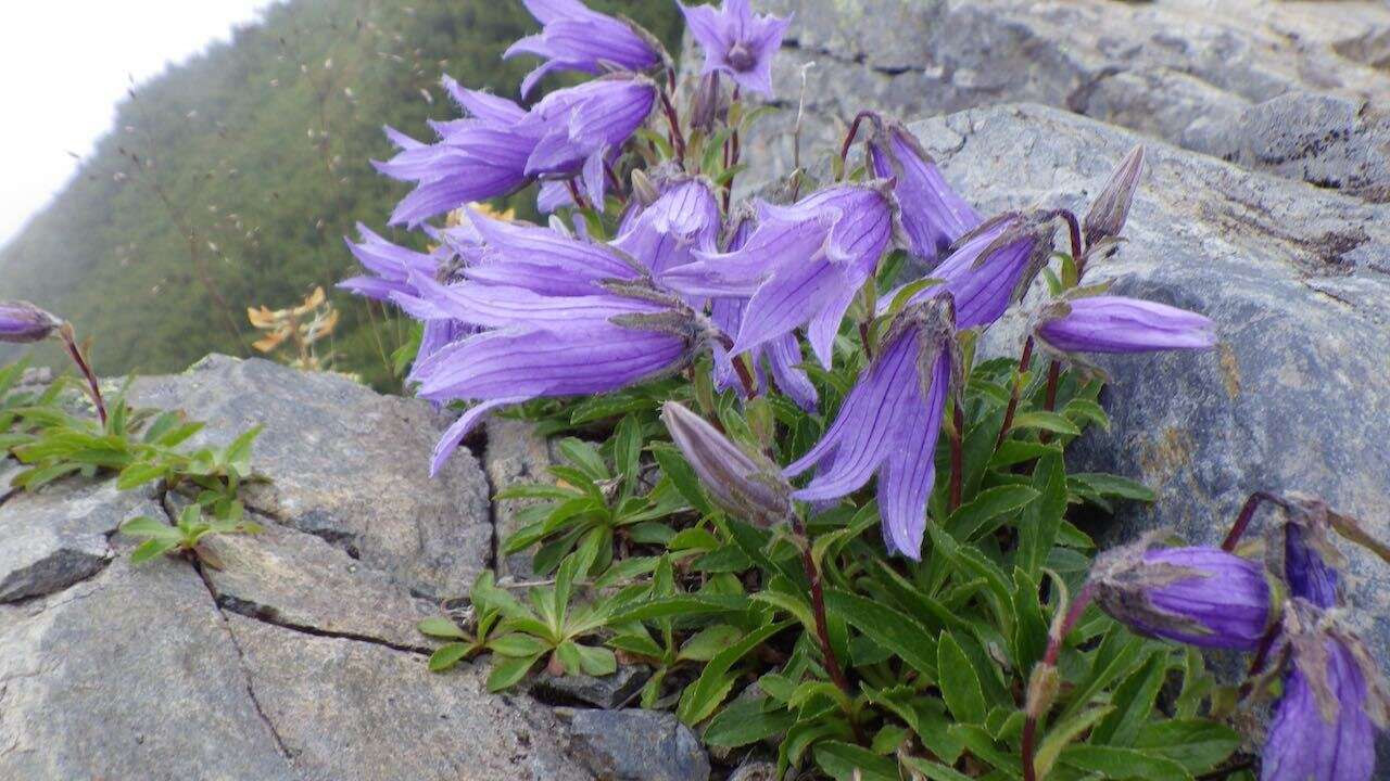 Image of hairyflower bellflower