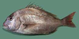 Image of Genuine Porgy