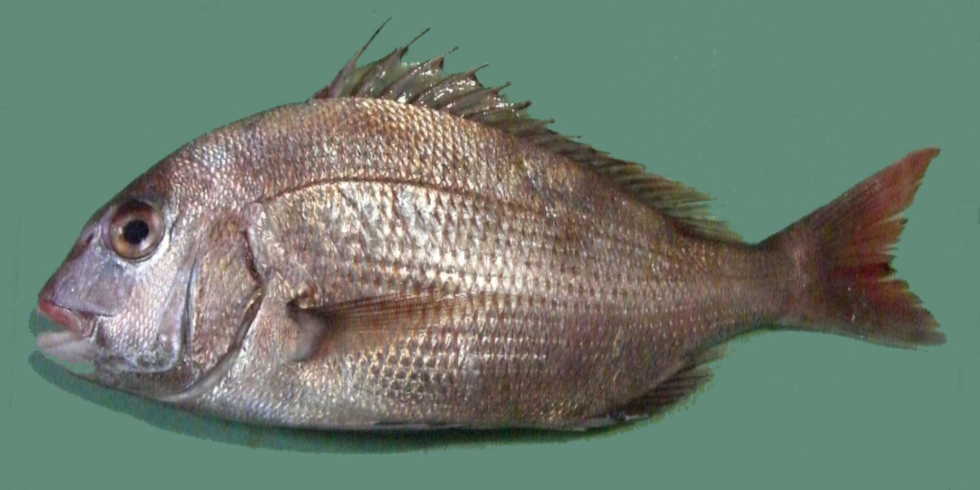 Image of Genuine Porgy