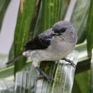 Image of Plain-colored Tanager