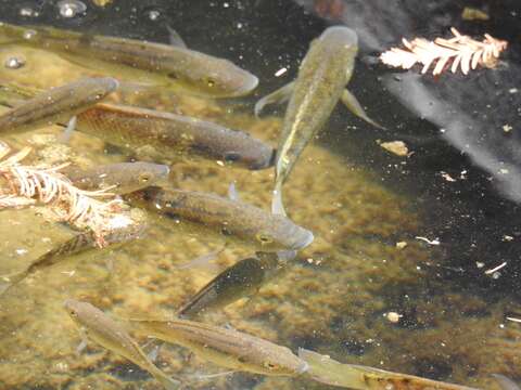 Image of Mozambique Tilapia