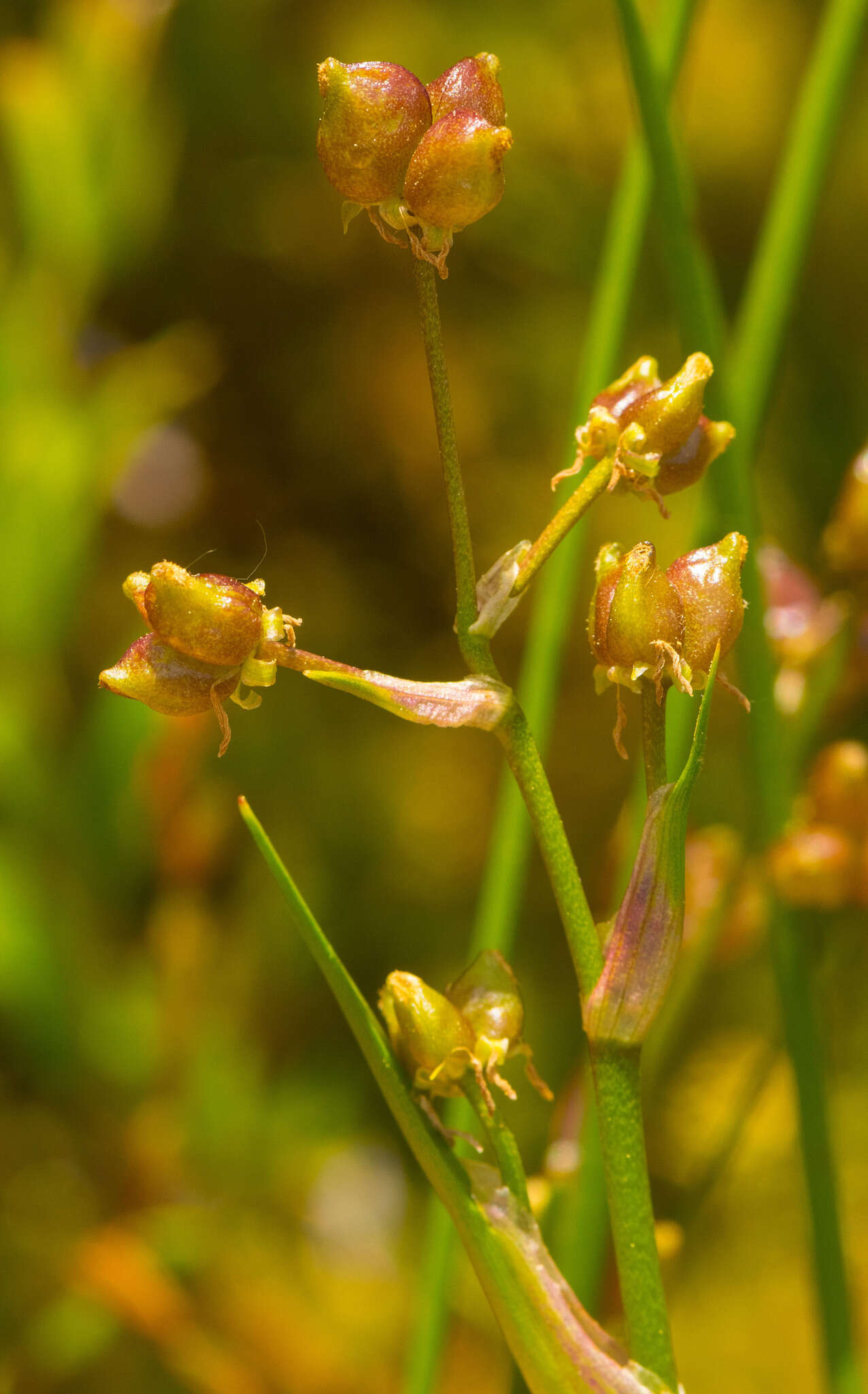 Image of pod-grass family