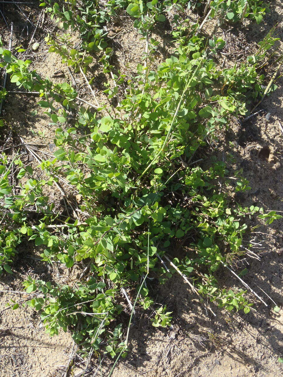 Image de Cissampelos capensis Thunb.