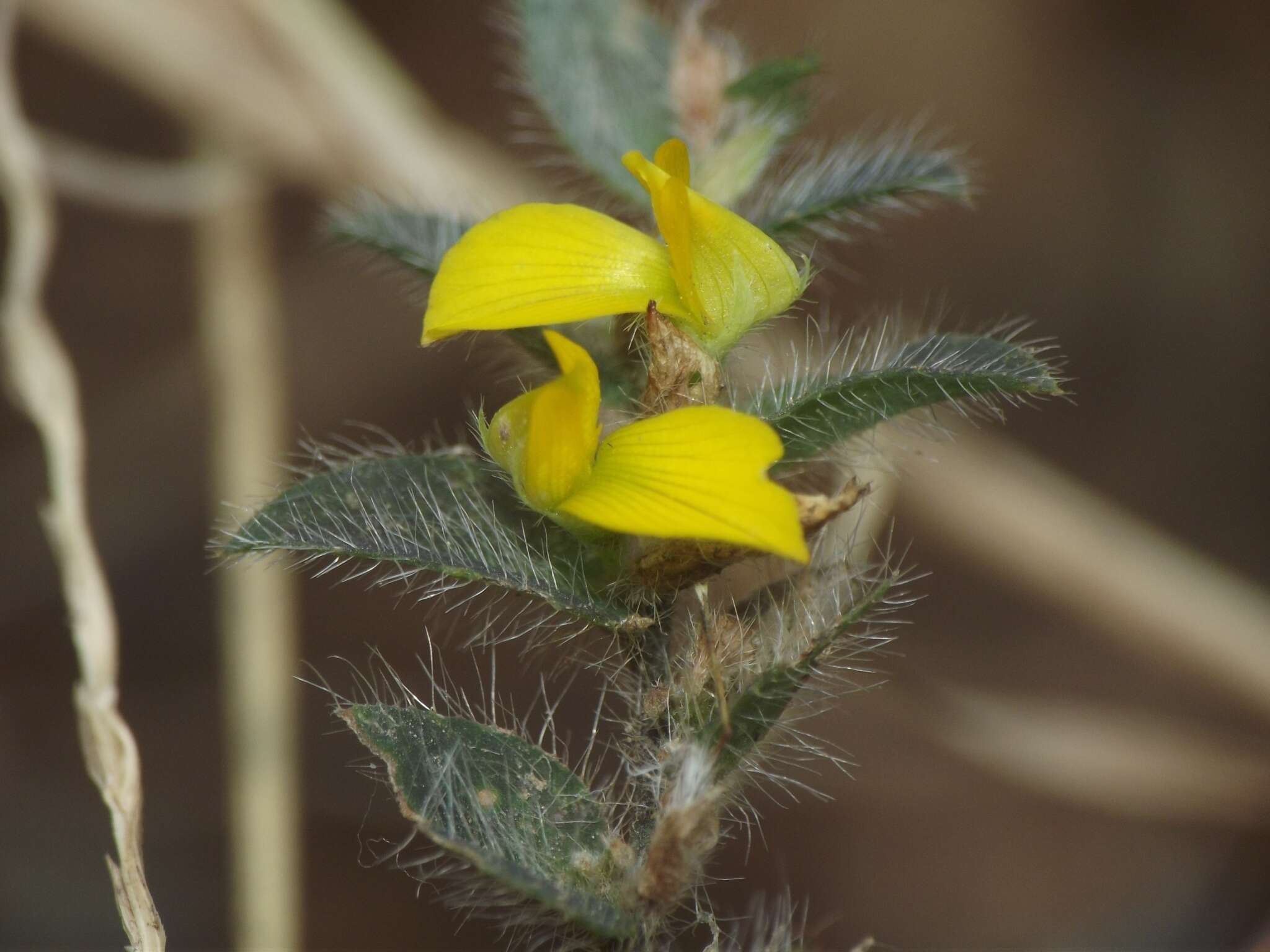 Image of Crotalaria hebecarpa (DC.) Rudd