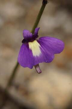 Image of Utricularia violacea R. Br.