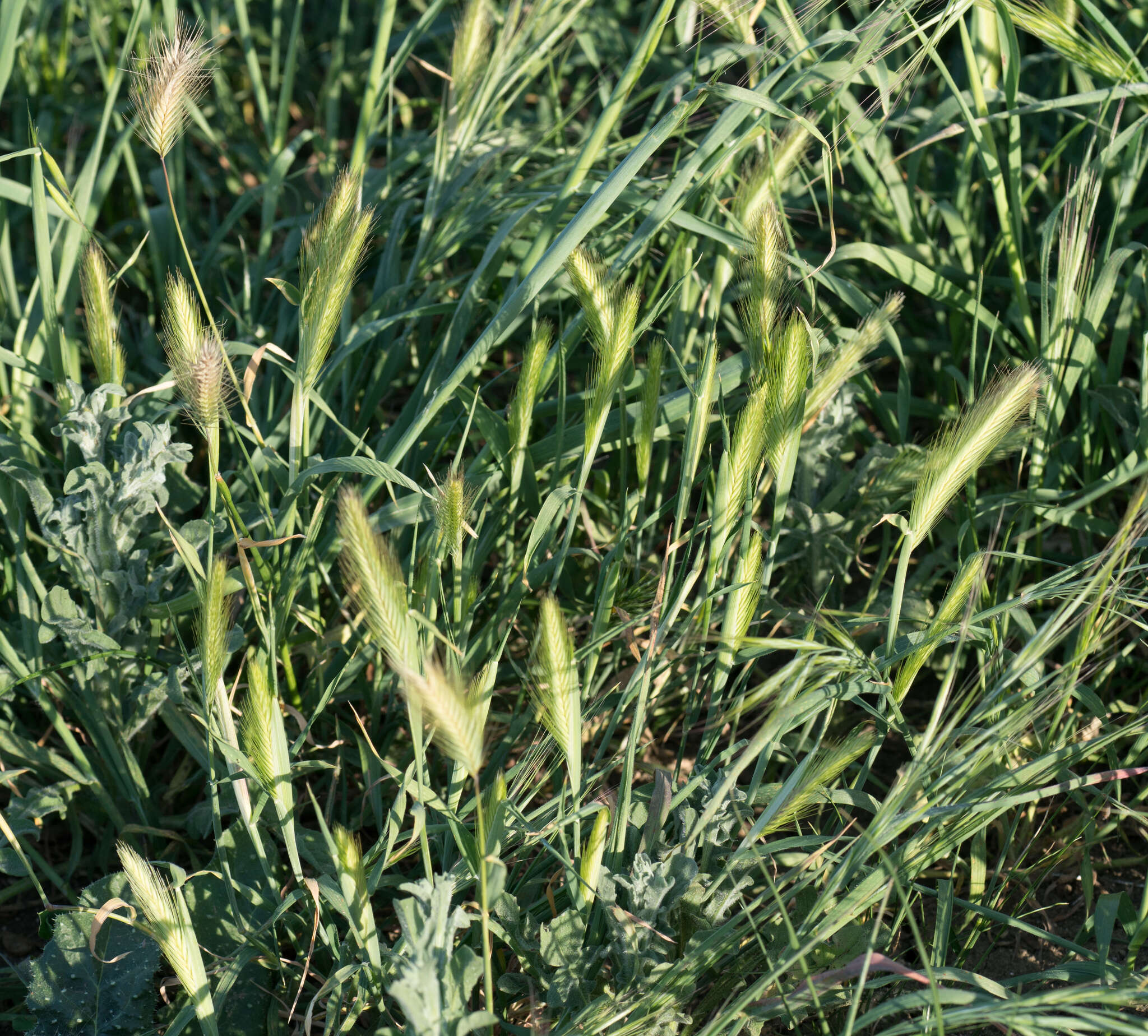 Image of mouse barley