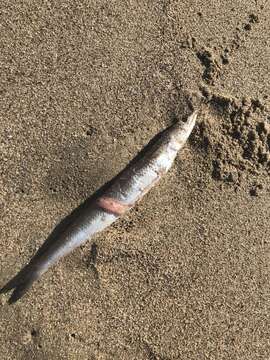 Image of Lance lizardfish