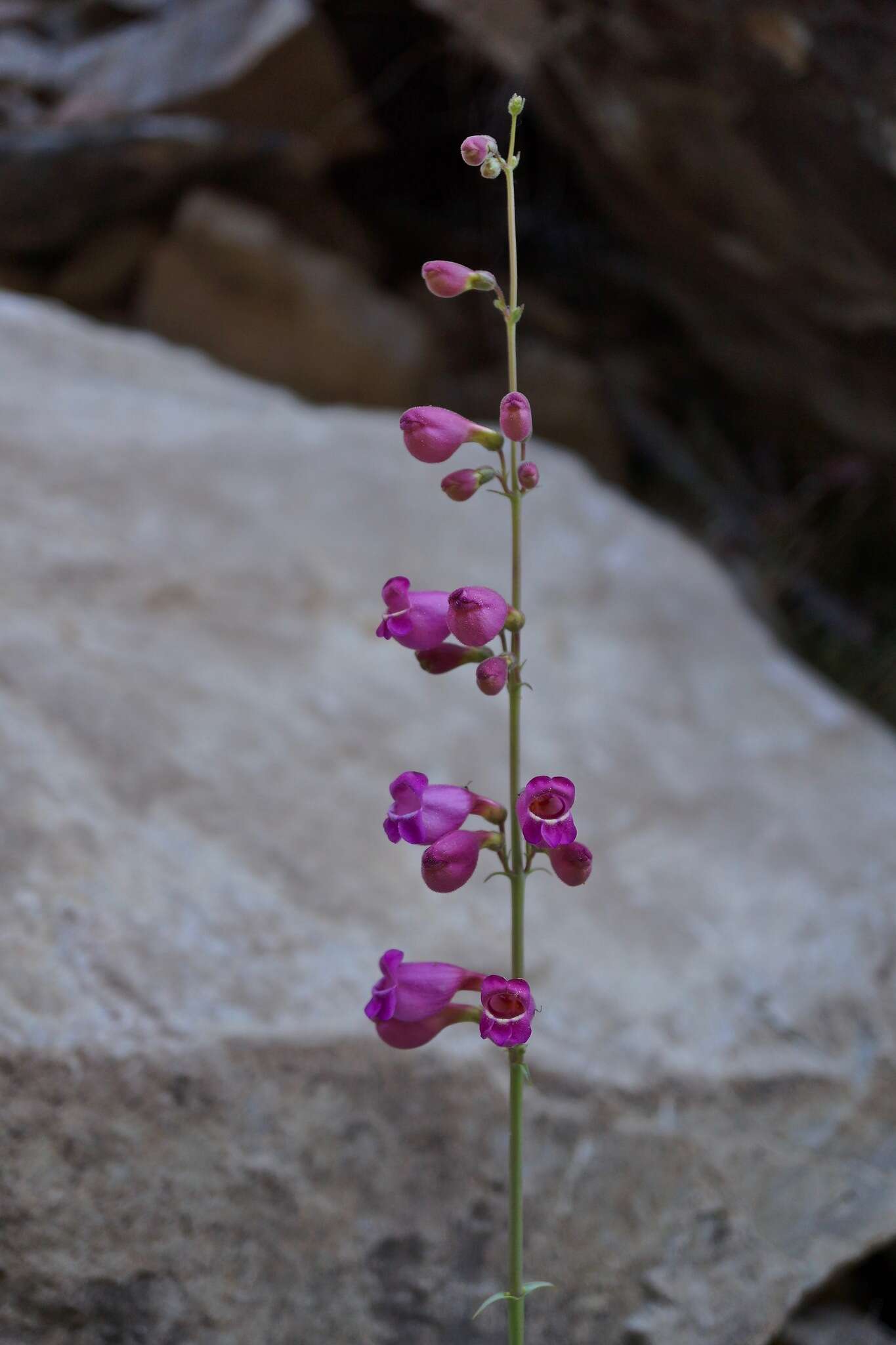 Image of Panamint beardtongue