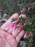 Image of Epacris calvertiana var. versicolor Maiden & E. Betche