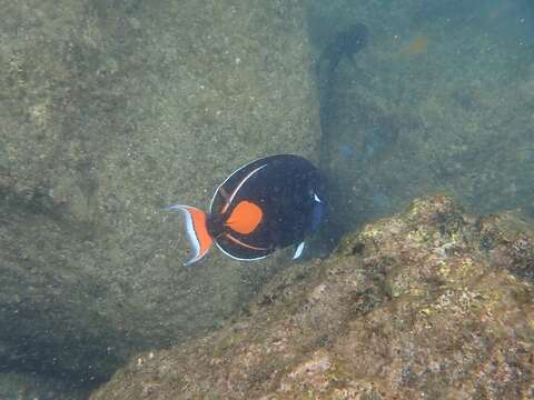 Image of Achilles Tang