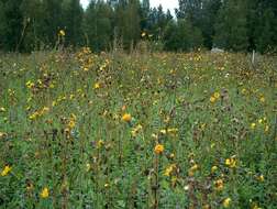 Plancia ëd Sonchus arvensis L.