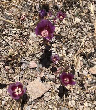 Image de Clarkia speciosa H. & M. Lewis