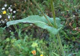 Plancia ëd Sonchus arvensis L.