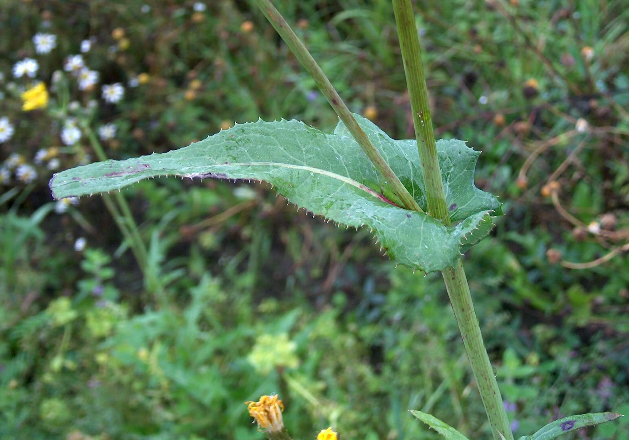 Plancia ëd Sonchus arvensis L.