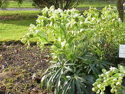 Image of Stinking Hellebore