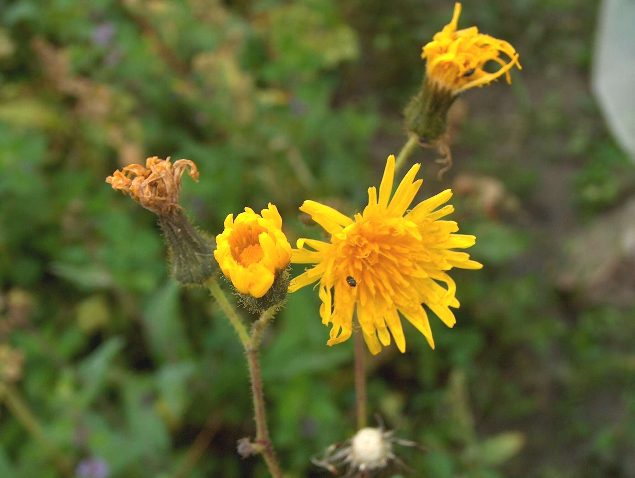 Plancia ëd Sonchus arvensis L.