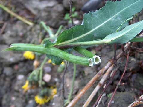 Plancia ëd Sonchus arvensis L.