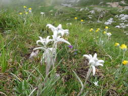 Sivun Leontopodium nivale subsp. alpinum (Cass.) Greuter kuva