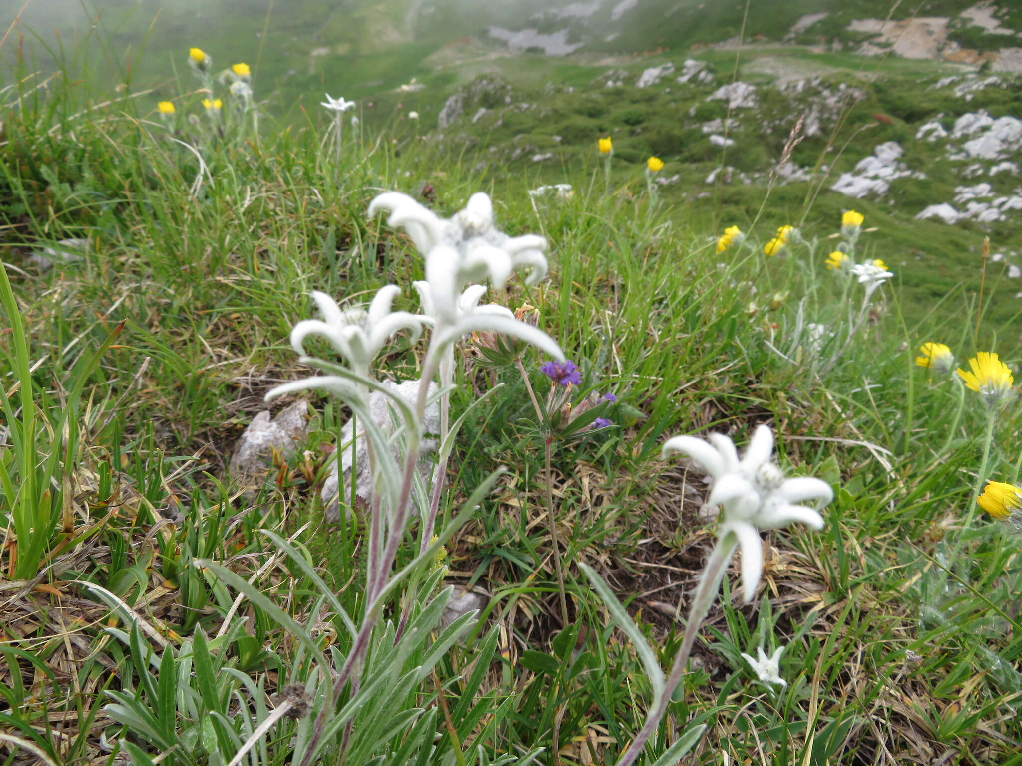 Sivun Leontopodium nivale subsp. alpinum (Cass.) Greuter kuva