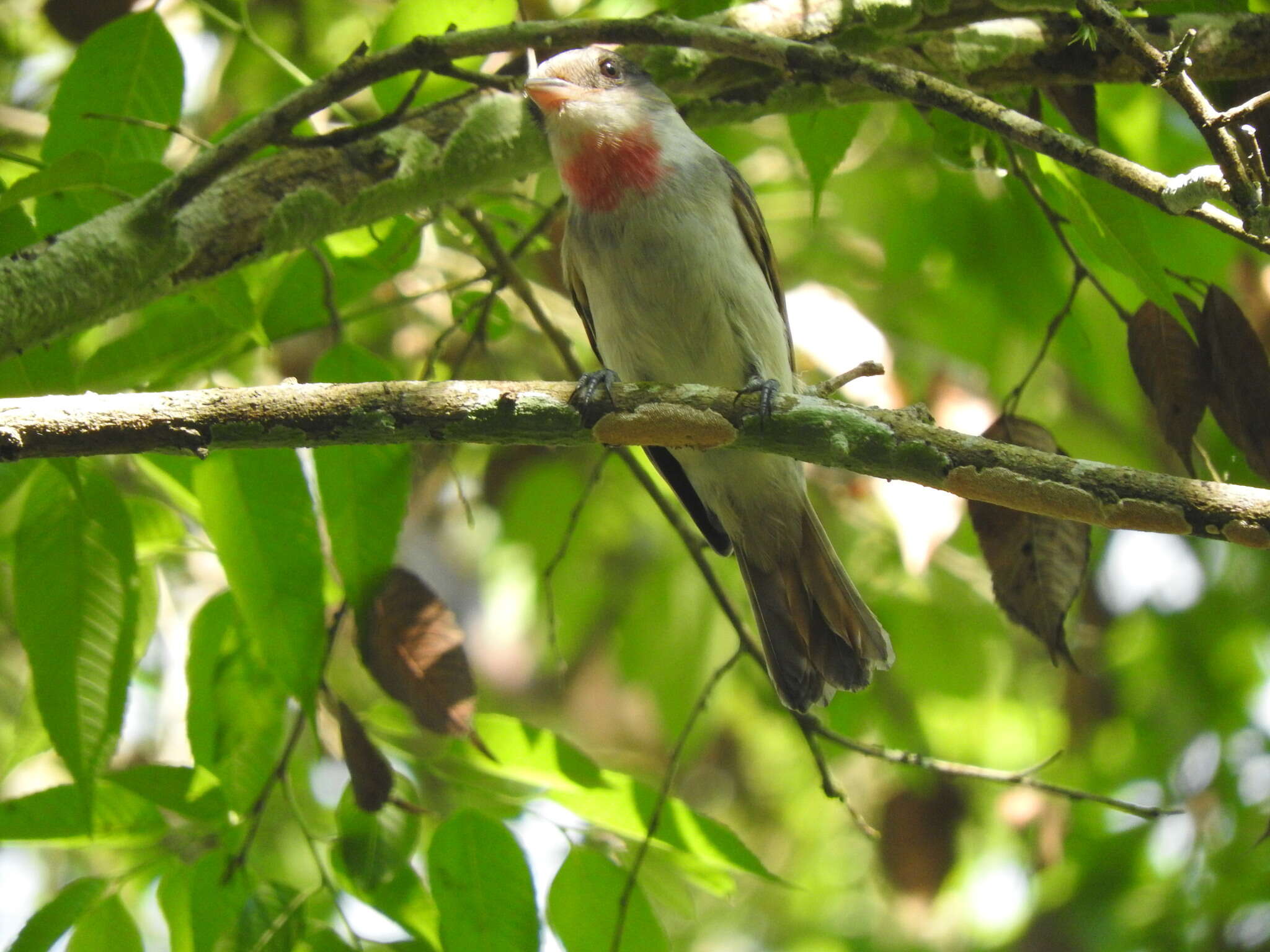 Pachyramphus aglaiae albiventris (Lawrence 1867) resmi