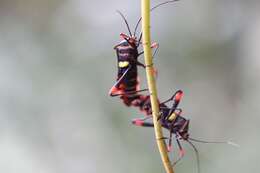 Image of Schaeferocoris ecuadorensis O'Shea 1980