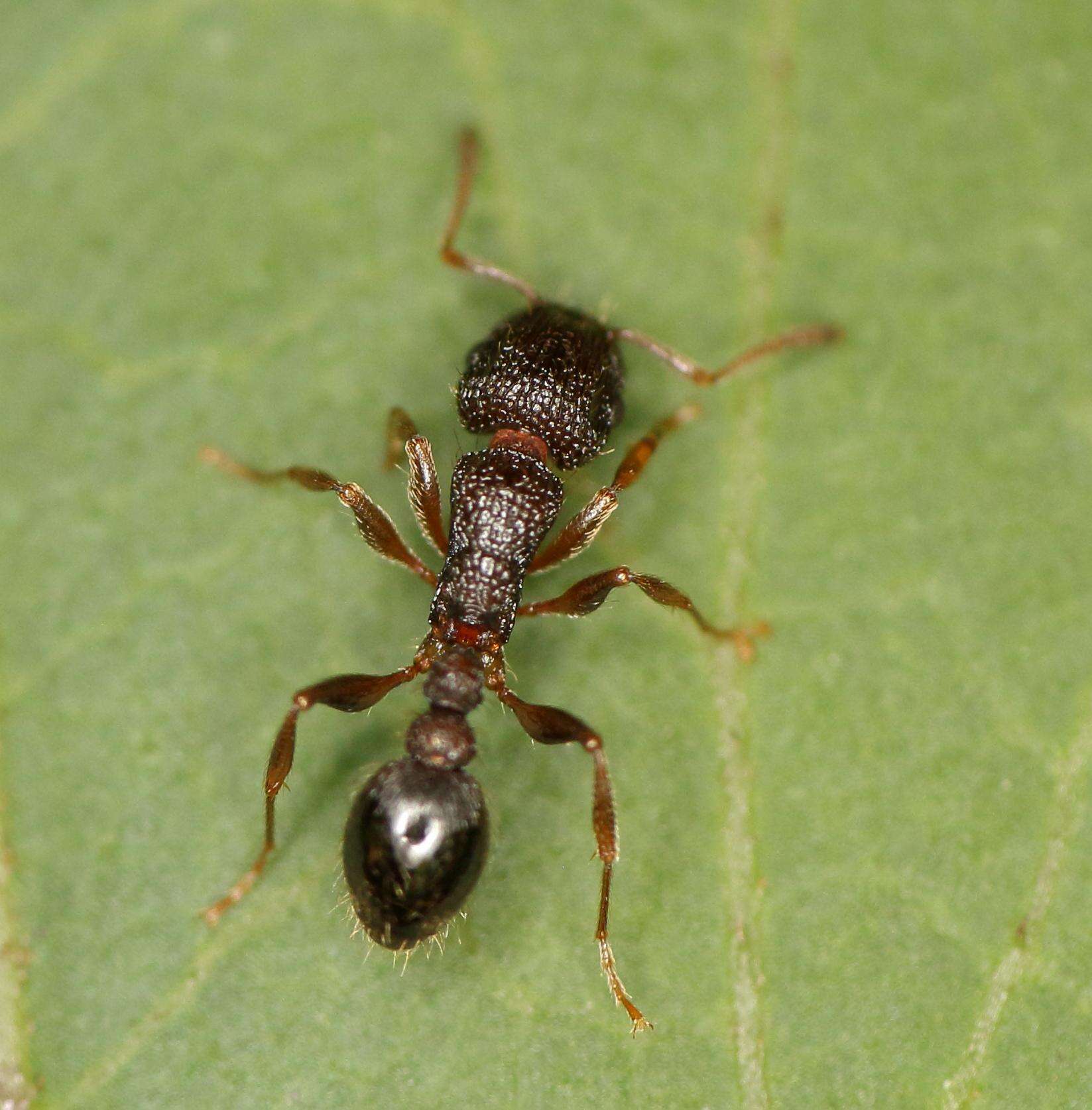 Image of Tetramorium erectum Emery 1895