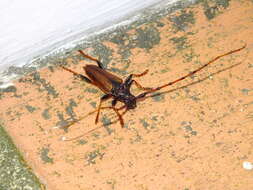 Image of Andraegoidus rufipes (Fabricius 1787)