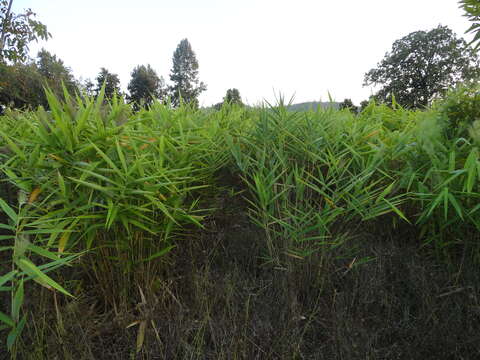 Image of tiger grass