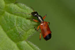 Image of Odacantha