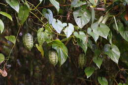 Image of Thladiantha punctata Hayata