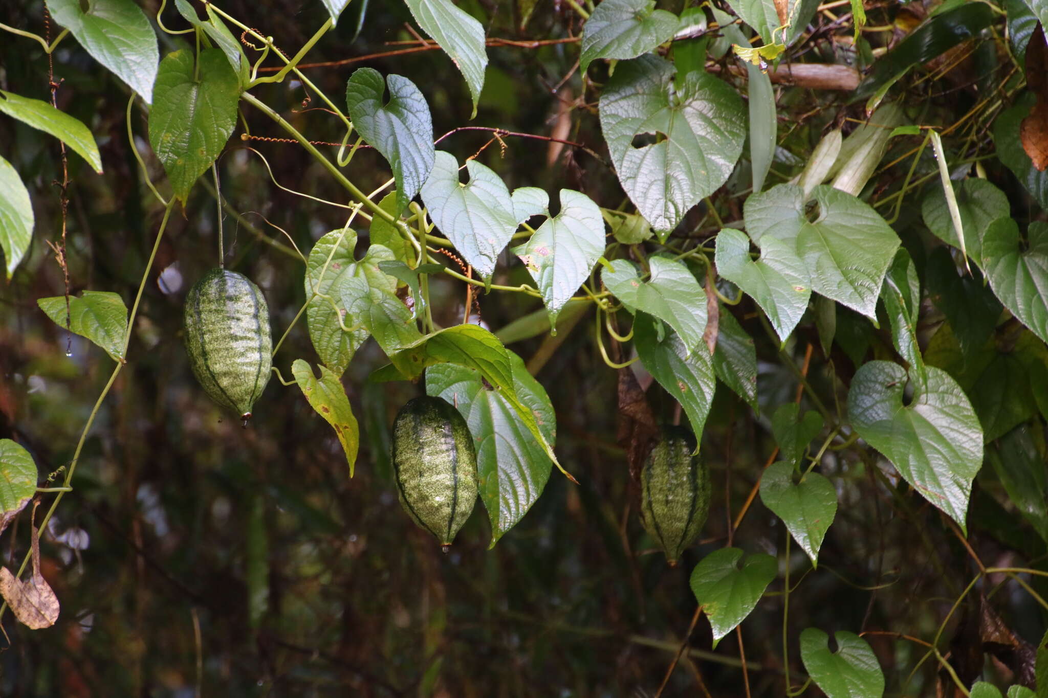 Plancia ëd Thladiantha punctata Hayata