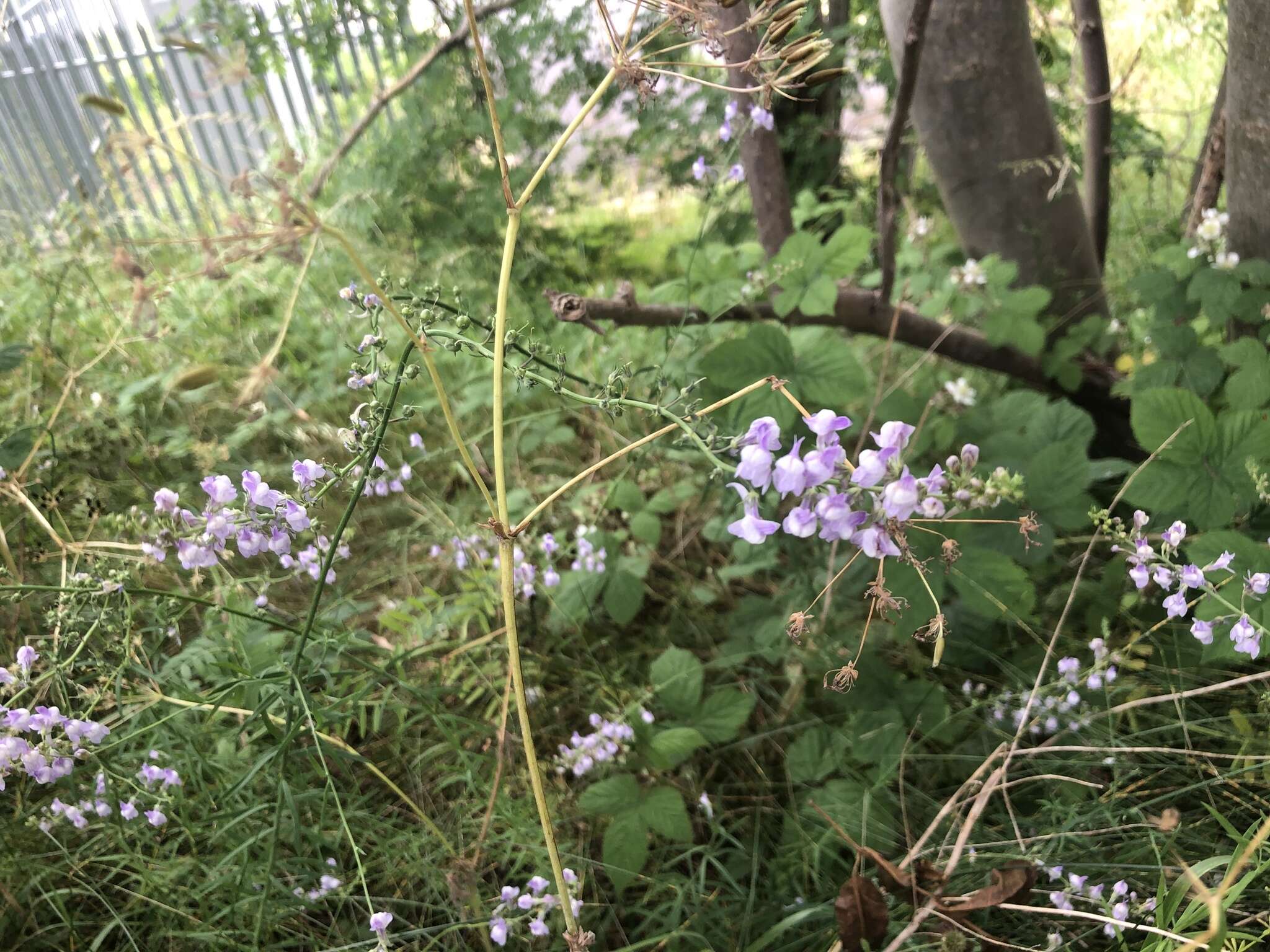 Image of Linaria dominii Druce