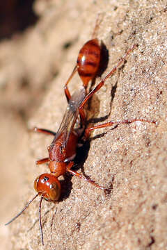 Image of Ammophila wrightii (Cresson 1868)