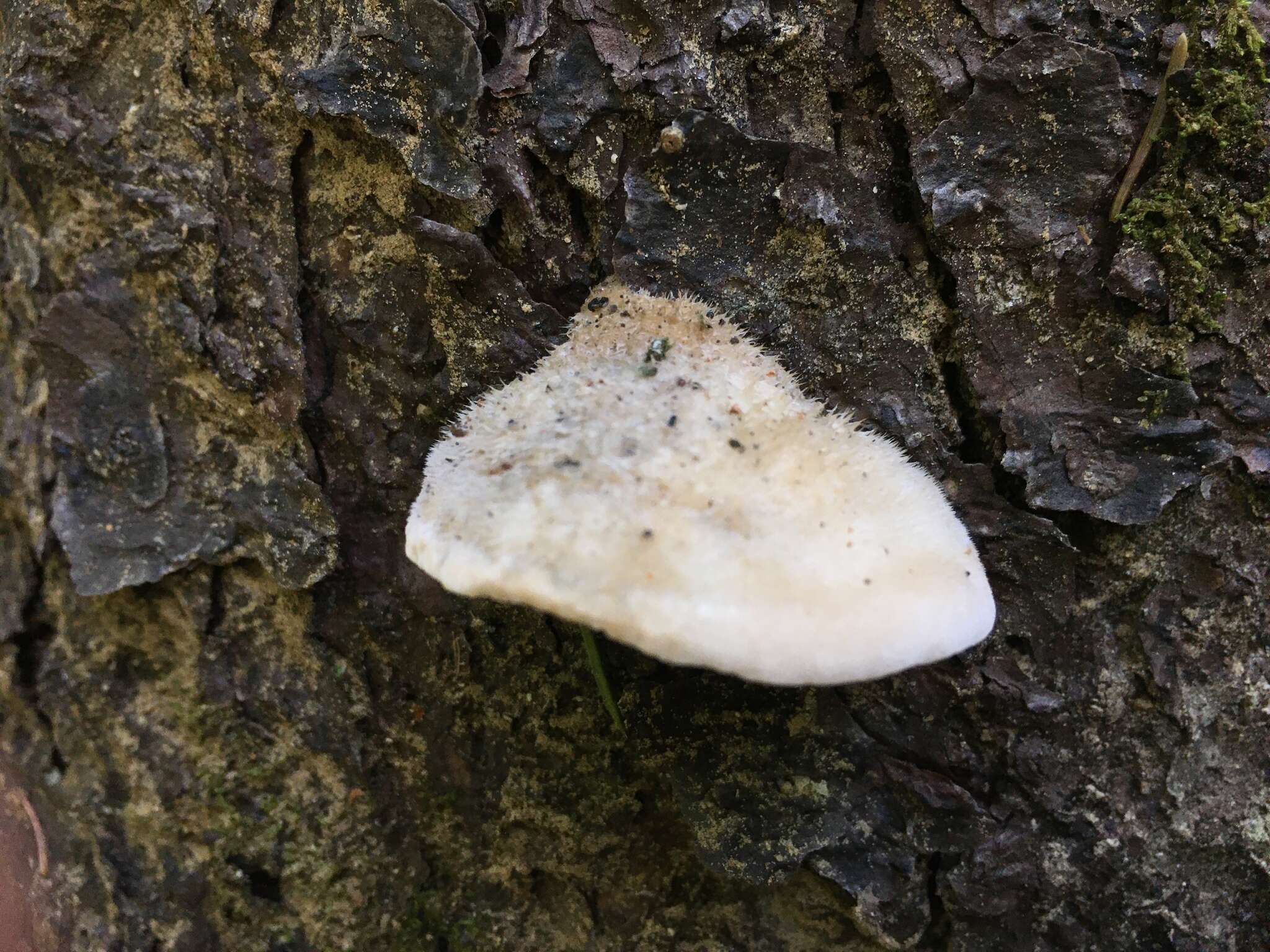 Image of Cyanosporus livens (Miettinen & Vlasák) B. K. Cui & Shun Liu