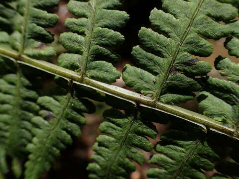 Image of Hawaii Twin-Sorus Fern