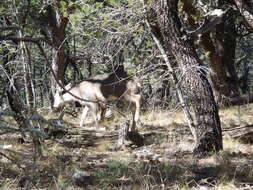 Image of Odocoileus virginianus carminis Goldman & Kellog 1940