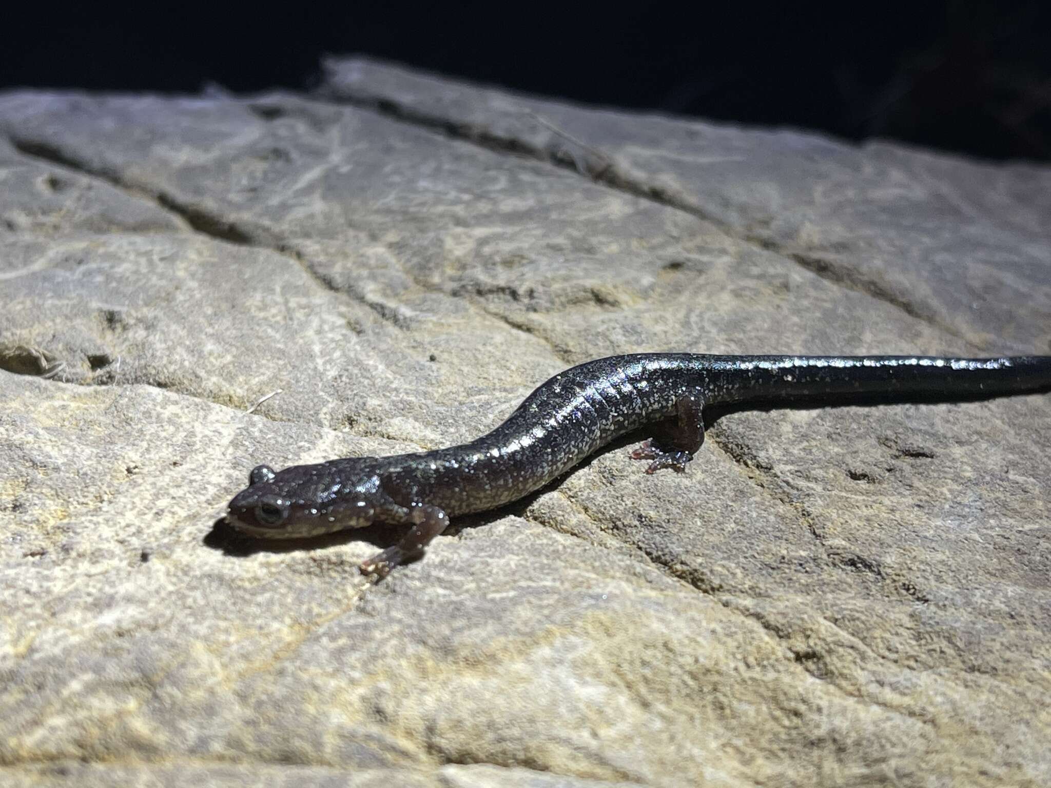 Image of Blacksburg Salamander