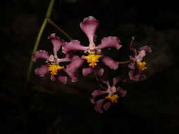 Plancia ëd Trichocentrum andrewsiae (R. Jiménez & Carnevali) R. Jiménez & Carnevali