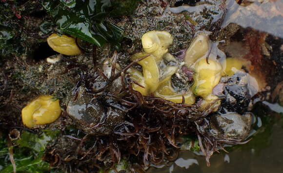 Image of Haminoea virescens (G. B. Sowerby II 1833)