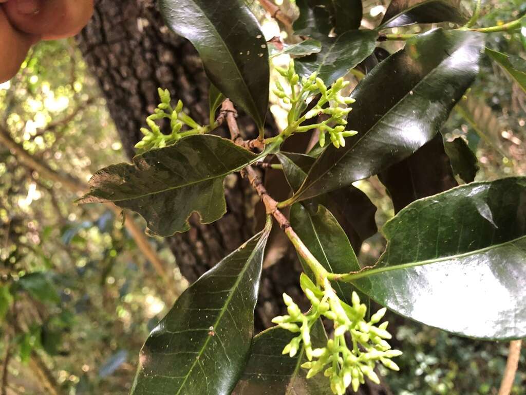 Image of Ixora beckleri Benth.