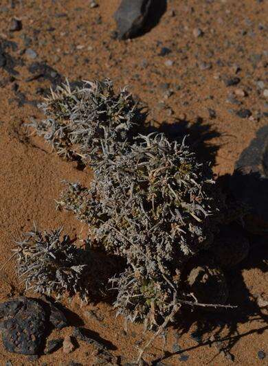 Слика од Euphorbia melanohydrata Nel