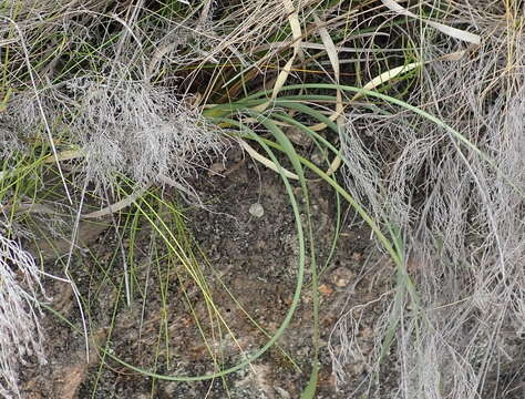 Image of Bobartia paniculata G. J. Lewis