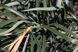 Macrozamia plurinervia (L. A. S. Johnson) D. L. Jones resmi