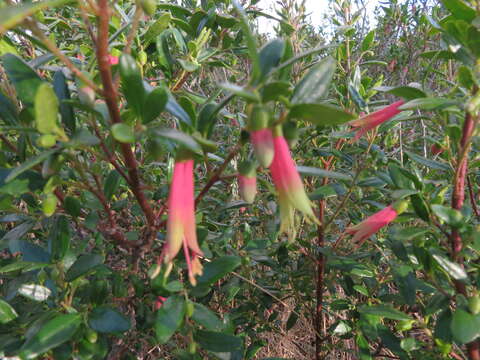 Image of Correa glabra var. turnbullii (Ashby) Paul G. Wilson