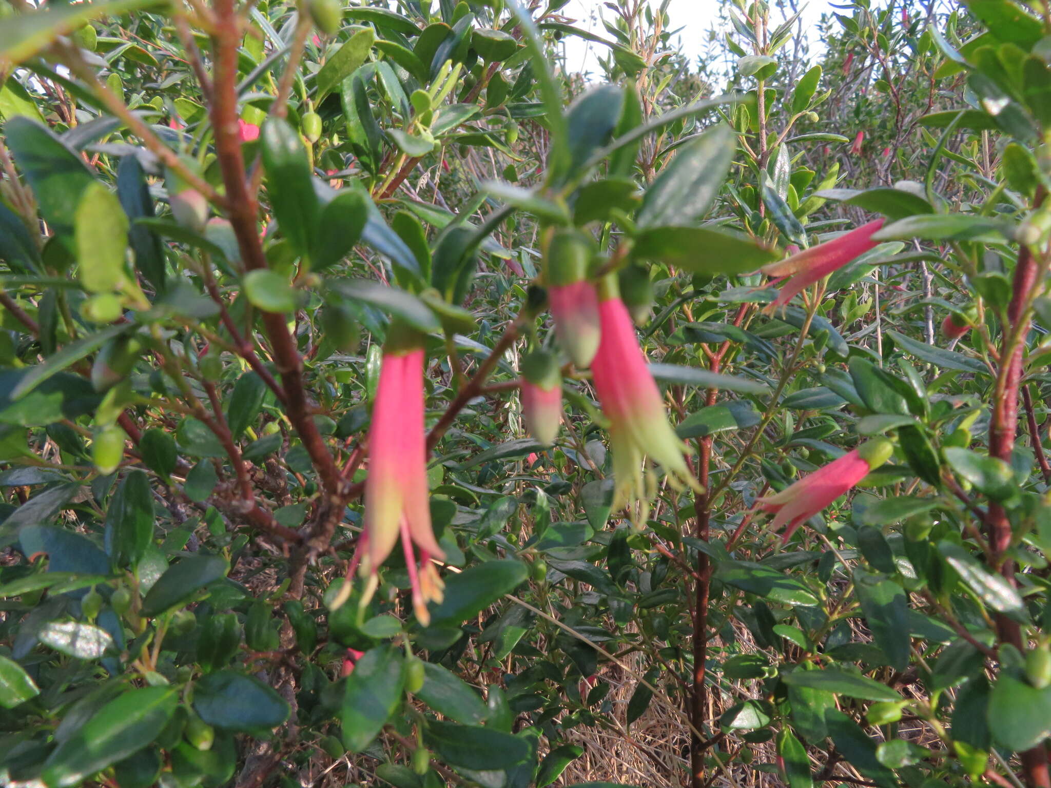 Image of Correa glabra var. turnbullii (Ashby) Paul G. Wilson