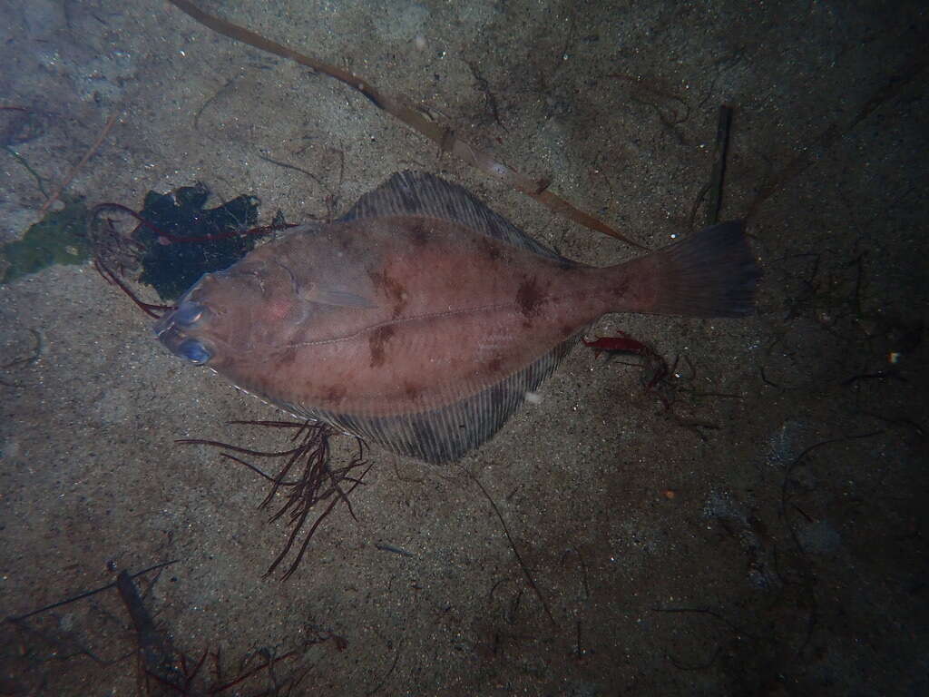 Image of Flathead sole