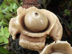 Image of Collared Earthstar