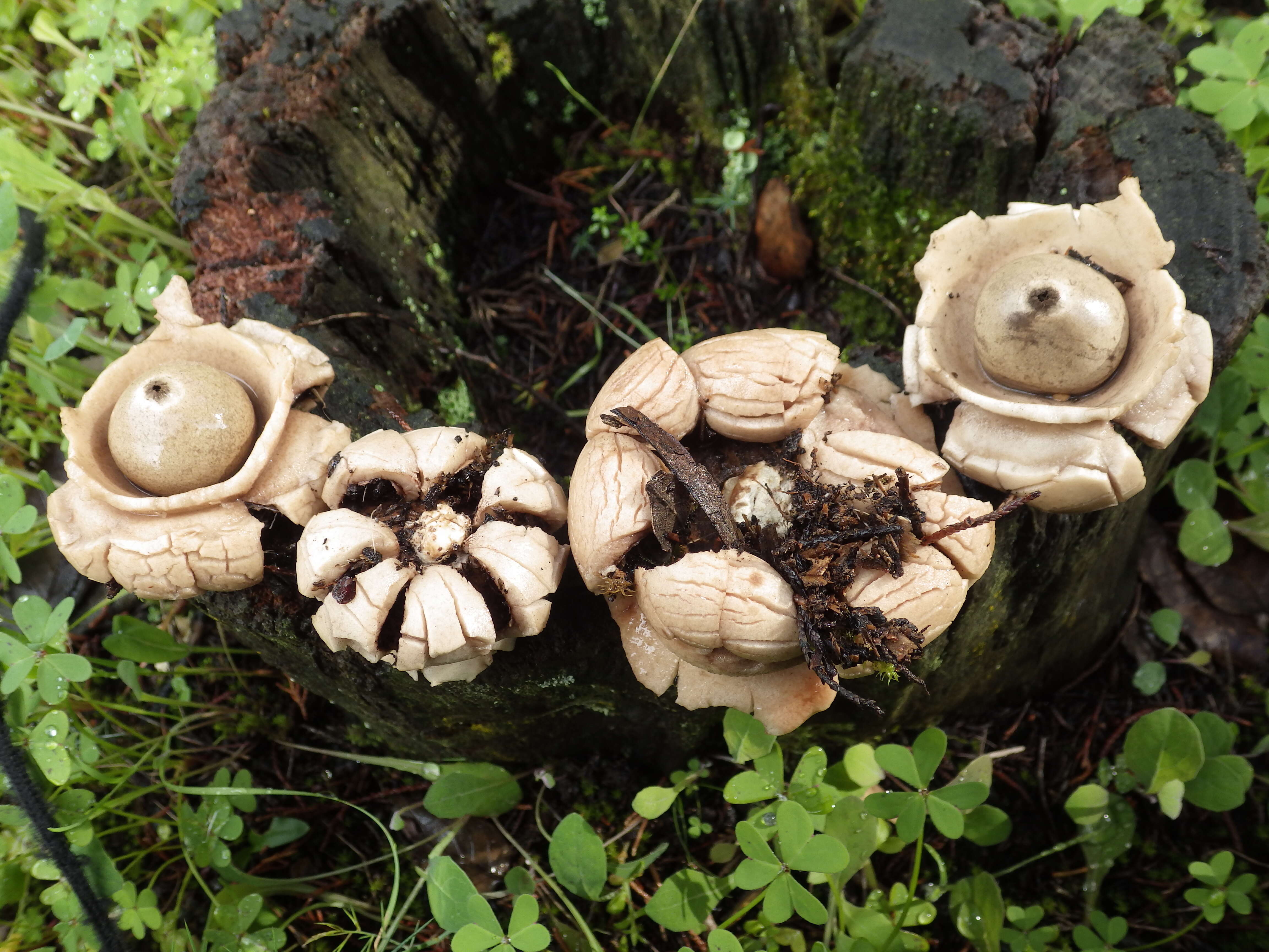 Plancia ëd Geastrum triplex Jungh. 1840