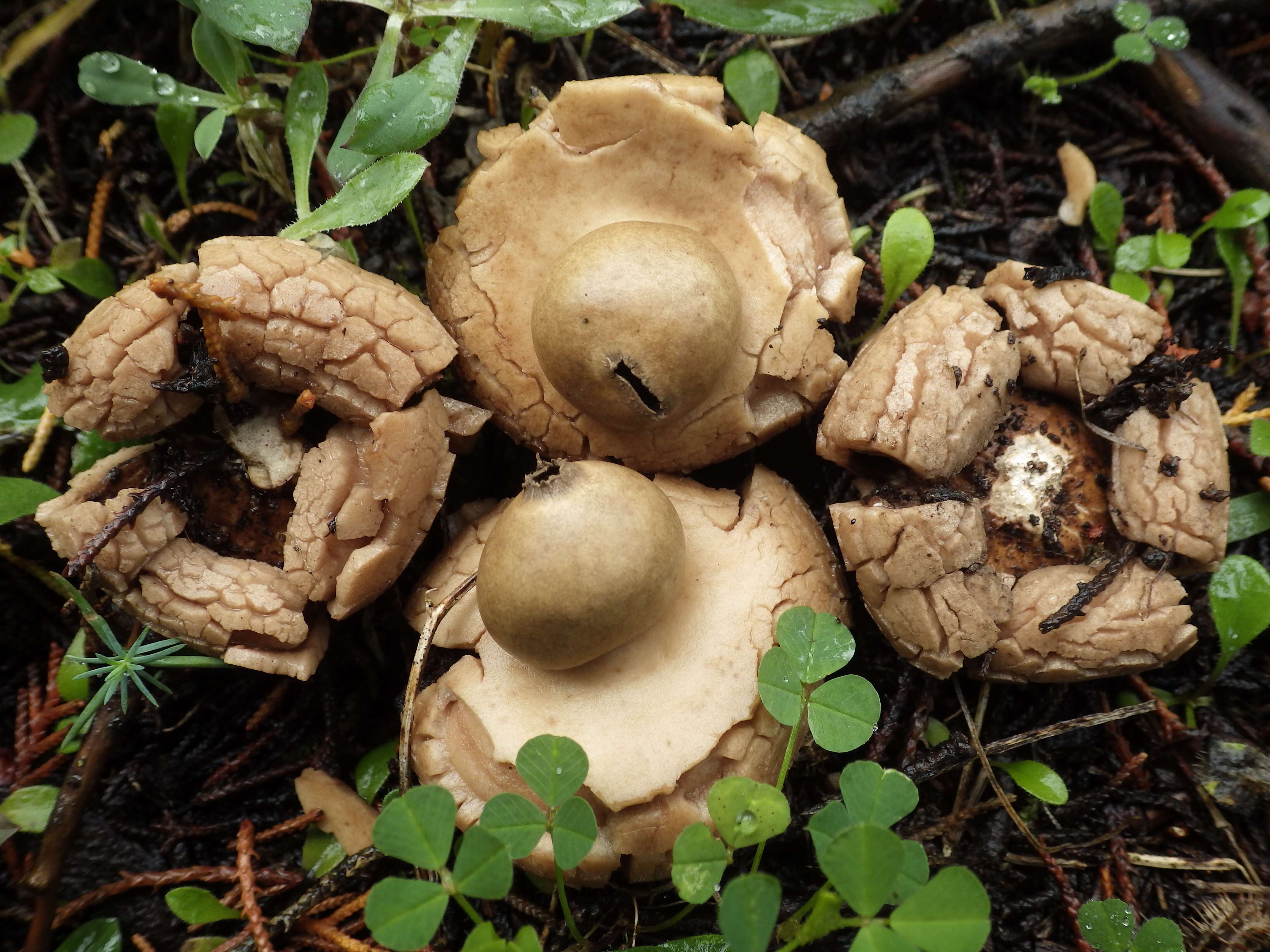 Plancia ëd Geastrum triplex Jungh. 1840